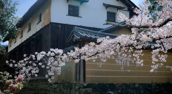Ландшафт Цветущей Сакуры Ханами Парке Нара Япония Парк Нара Примыкает — стоковое фото