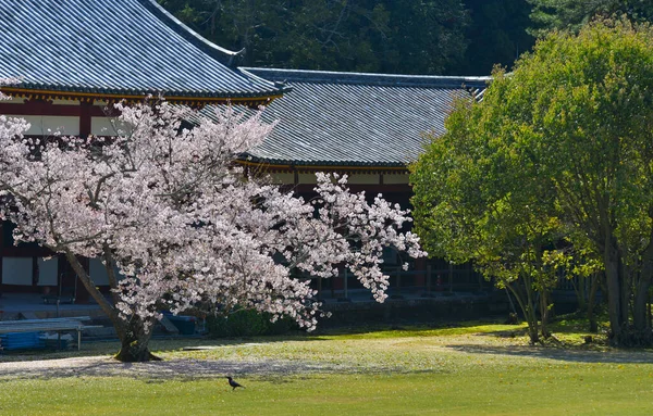 Japonya, Nara Park 'ta kiraz çiçeği manzarası (hanami). Nara Parkı ünlü tarihi ve kültürel miras alanlarına bitişiktir..