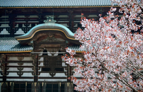 Krajina Třešňových Květů Chrámu Todaiji Nara Japonsko — Stock fotografie