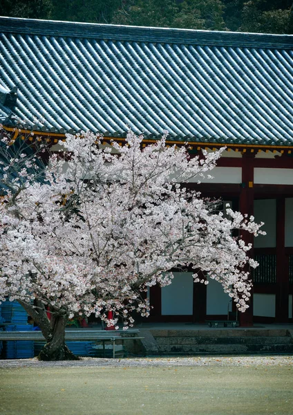 奈良公園の桜の風景 奈良公園は有名な史跡や文化遺産に隣接しています — ストック写真