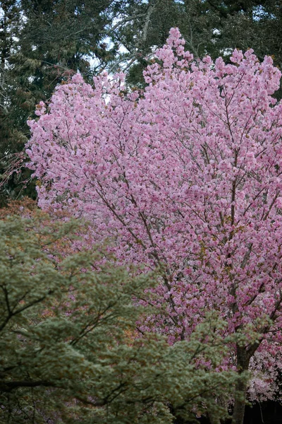 Cseresznyevirág Táj Hanami Nara Parkban Japánban Nara Park Híres Történelmi — Stock Fotó