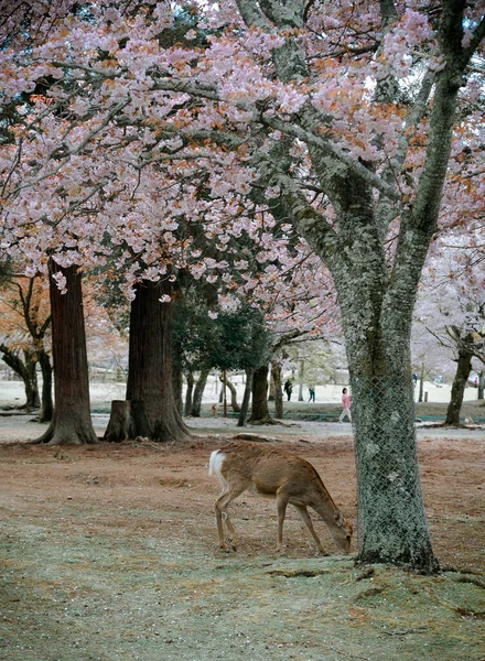 Rehe Genießen Den Nara Park Japan Während Der Kirschblütenzeit — Stockfoto