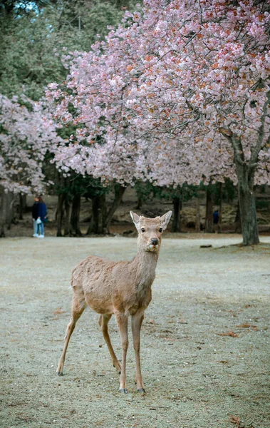 Wild Hert Genietend Van Nara Park Japan Tijdens Kersenbloesem Seizoen — Stockfoto
