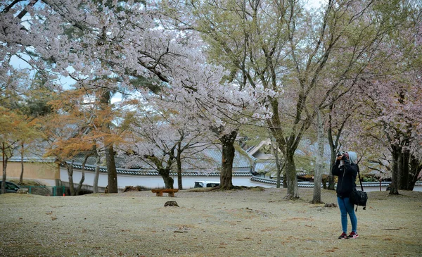 Нара Япония Прибл 2019 Турист Наслаждающийся Пейзажем Цветения Вишни Ханами — стоковое фото