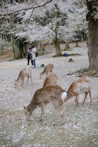 Nara Japão Abr 2019 Cervos Selvagens Desfrutando Nara Park Japão — Fotografia de Stock