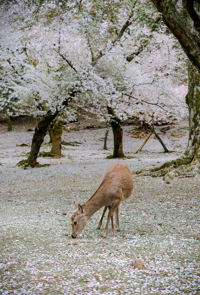 Άγρια Ελάφια Απολαμβάνοντας Nara Park Ιαπωνία Κατά Διάρκεια Της Εποχής — Φωτογραφία Αρχείου