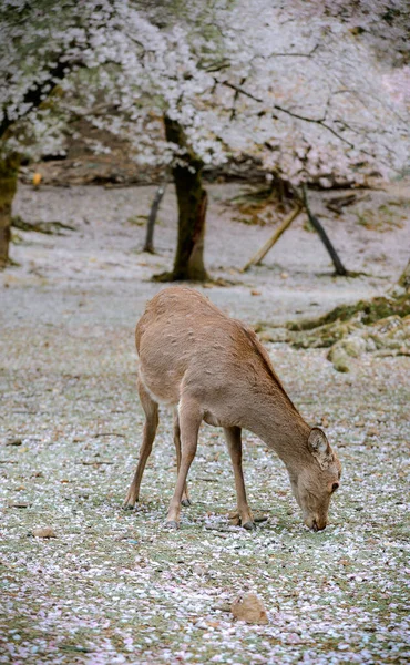 Cerf Sauvage Profitant Parc Nara Japon Pendant Saison Des Fleurs — Photo