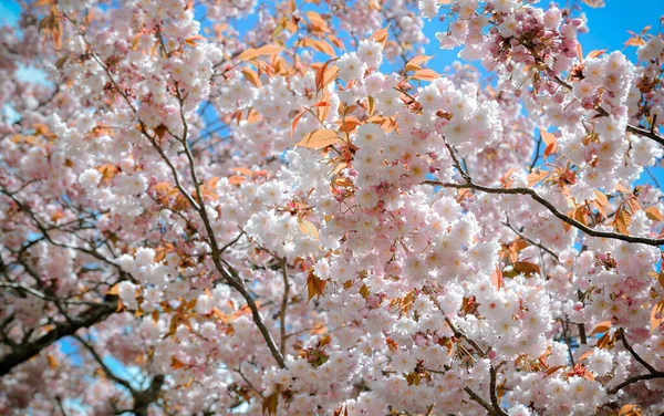 Cherry Blossom Landscape Hanami Nara Park Japan Nara Park Adjacent — Stock Photo, Image