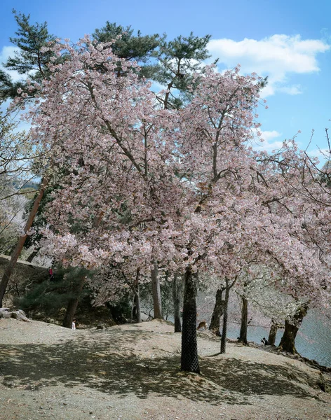 Paisaje Flor Cerezo Hanami Nara Park Japón Nara Park Adyacente —  Fotos de Stock