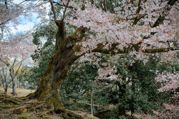 Рослинний Ландшафт Ханамі Парку Нара Японія Парк Нара Розташований Поруч — стокове фото