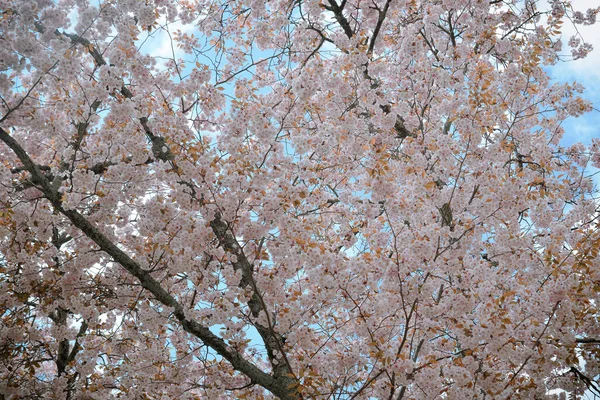 Paesaggio Dei Fiori Ciliegio Hanami Nara Park Giappone Parco Nara — Foto Stock