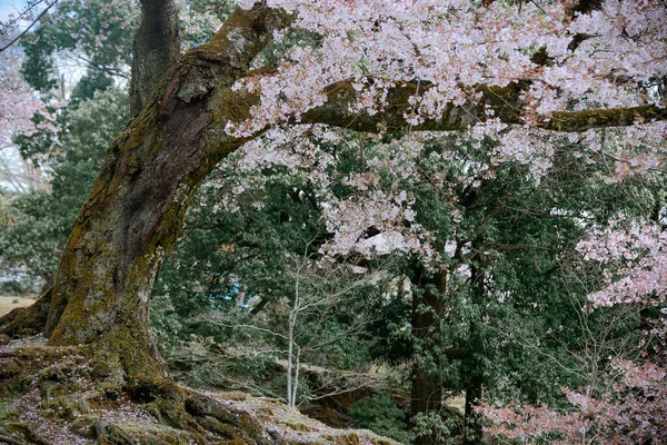 日本奈良公园的樱花景观 Hanami 奈良公园毗邻著名的历史文化遗址 — 图库照片