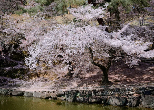 日本奈良公园的樱花景观 Hanami 奈良公园毗邻著名的历史文化遗址 — 图库照片