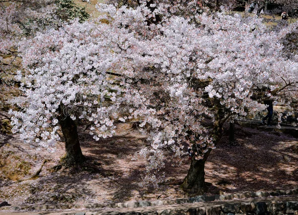 Paisagem Flor Cerejeira Hanami Nara Park Japão Nara Park Adjacente — Fotografia de Stock