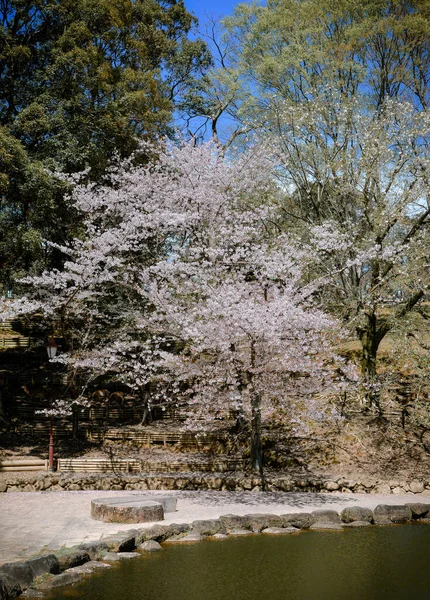 Cherry Blossom Krajina Hanami Nara Park Japonsko Nara Park Sousedí — Stock fotografie