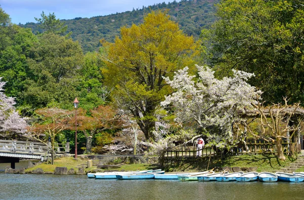 Krajobraz Kwiatów Wiśni Hanami Nara Park Japonia Nara Park Sąsiaduje — Zdjęcie stockowe