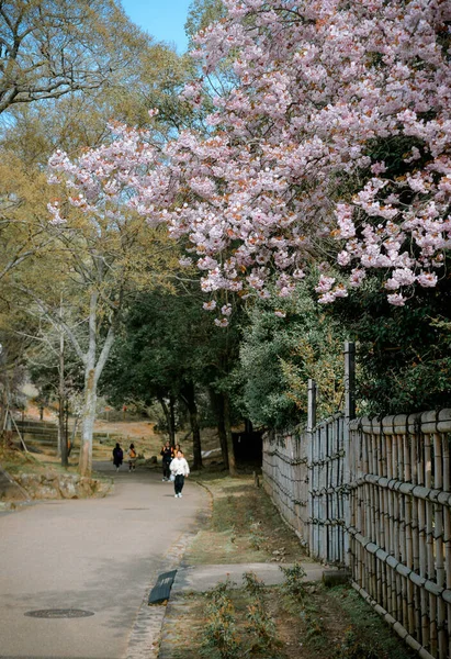 Japonya Nara Park Kiraz Çiçeği Manzarası Hanami Nara Parkı Ünlü — Stok fotoğraf