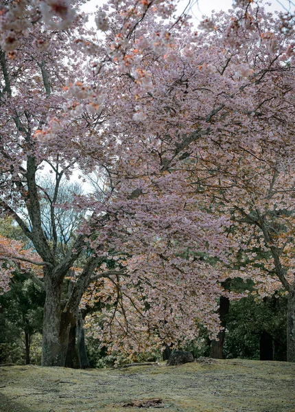 Рослинний Ландшафт Ханамі Парку Нара Японія Парк Нара Розташований Поруч — стокове фото