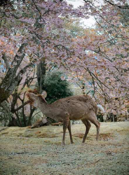 Άγρια Ελάφια Απολαμβάνοντας Nara Park Ιαπωνία Κατά Διάρκεια Της Εποχής — Φωτογραφία Αρχείου