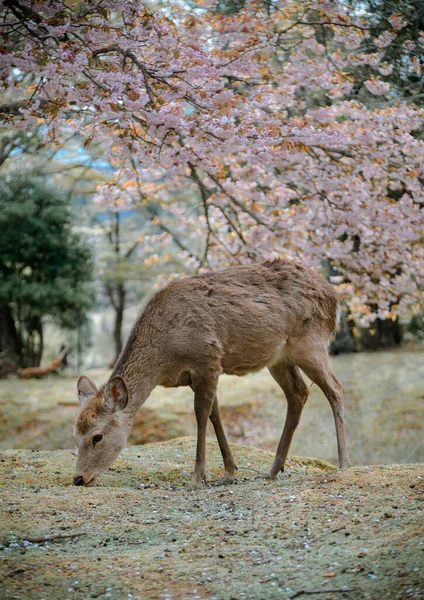 Wild Deer Enjoying Nara Park Japan Cherry Blossom Season — Stock Photo, Image