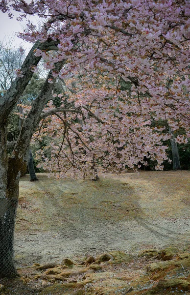 Körsbärslandskap Hanami Nara Park Japan Nara Park Ligger Anslutning Till — Stockfoto
