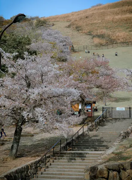 Nara Japón Abril 2019 Paisaje Flor Cerezo Hanami Nara Park — Foto de Stock