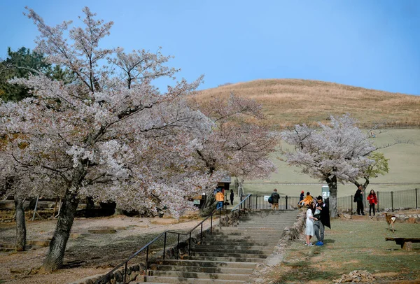 Nara Japan Apr 2019 Cherry Blossom Landscape Hanami Nara Park — Stock Photo, Image