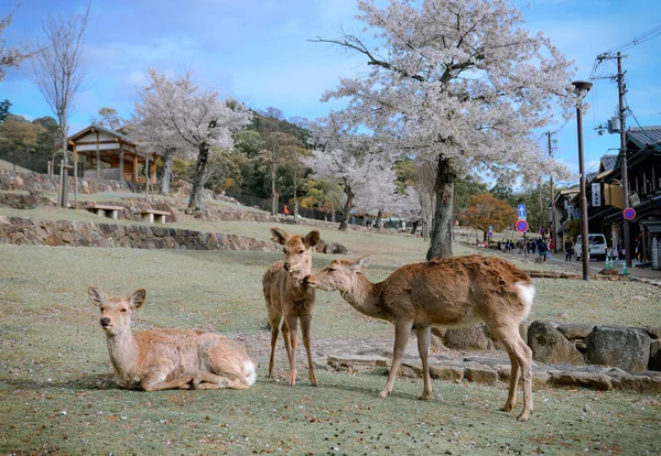 奈良県 2019年4月11日 桜の季節に奈良公園を楽しむ野生の鹿 — ストック写真