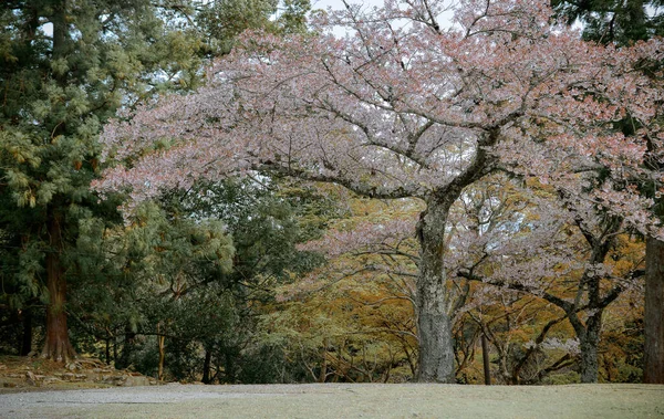 Kersenbloesemlandschap Hanami Nara Park Japan Nara Park Grenst Aan Beroemde — Stockfoto