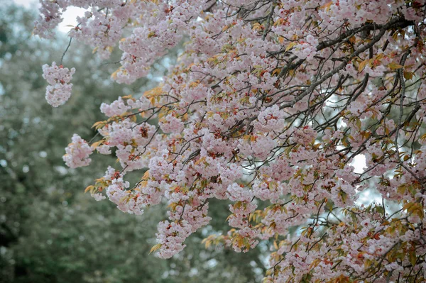 Kirschblüten Sakura Yoshino Park Nara Japan Kirschblüten Japan Erreichen Zwischen — Stockfoto
