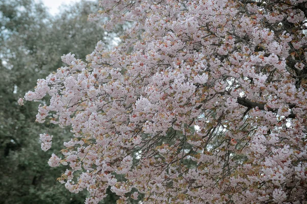 Yoshino Park Nara Japonya Kiraz Çiçekleri Sakura Japonya Kiraz Çiçekleri — Stok fotoğraf