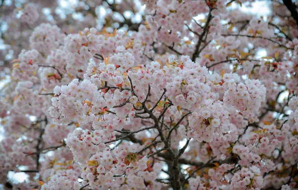 日本奈良吉野公园的樱花 Sakura 日本的樱花在3月底到4月初之间达到了旺季 — 图库照片