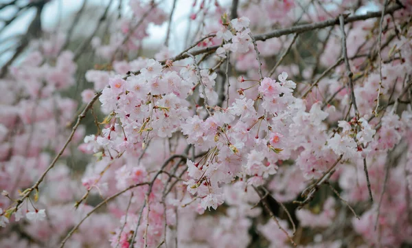 奈良県吉野公園にある桜 日本の桜は3月末から4月上旬にピークを迎えます — ストック写真
