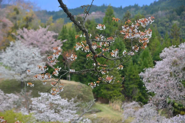 Вишневые Цветы Сакура Парке Ёсино Нара Япония Цветение Сакуры Японии — стоковое фото