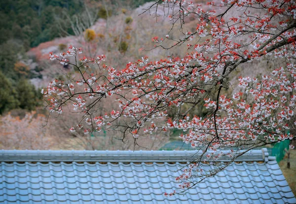 Вишневые Цветы Сакура Парке Ёсино Нара Япония Цветение Сакуры Японии — стоковое фото