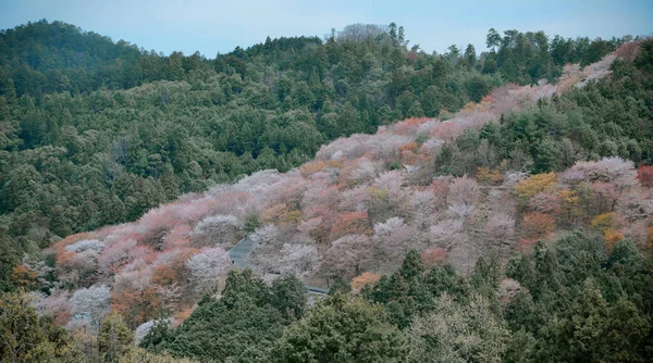 奈良県吉野公園にある桜 日本の桜は3月末から4月上旬にピークを迎えます — ストック写真