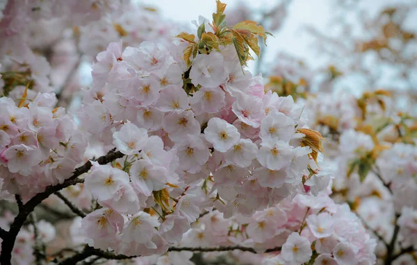 Třešňové Květy Sakura Yoshino Park Nara Japonsko Třešňové Květy Japonsku — Stock fotografie