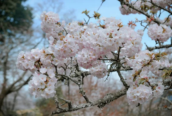 Kwiaty Wiśni Sakura Yoshino Park Nara Japonia Kwiaty Wiśni Japonii — Zdjęcie stockowe