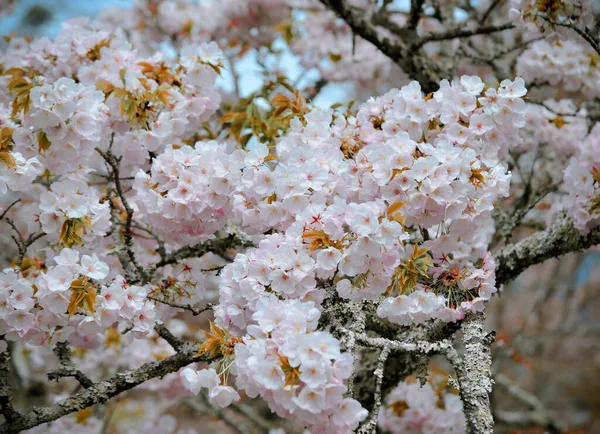 Άνθη Κερασιάς Sakura Στο Yoshino Park Νάρα Ιαπωνία Άνθη Της — Φωτογραφία Αρχείου