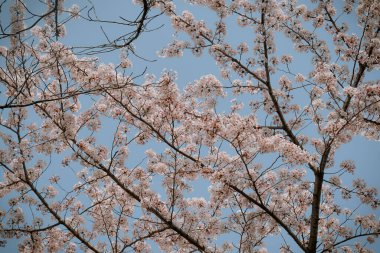Tokyo, Japonya 'da kiraz çiçeği mevsimi. Kiraz çiçeklerini (hanami) izlemek Japonya 'daki en büyük festivallerden biridir..