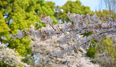 Tokyo, Japonya 'da kiraz çiçeği mevsimi. Kiraz çiçeklerini (hanami) izlemek Japonya 'daki en büyük festivallerden biridir..
