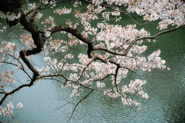 Tokyo, Japonya 'da kiraz çiçeği mevsimi. Kiraz çiçeklerini (hanami) izlemek Japonya 'daki en büyük festivallerden biridir..
