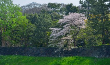 Tokyo, Japonya 'da kiraz çiçeği mevsimi. Kiraz çiçeklerini (hanami) izlemek Japonya 'daki en büyük festivallerden biridir..