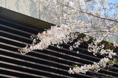 Tokyo, Japonya 'da kiraz çiçeği mevsimi. Kiraz çiçeklerini (hanami) izlemek Japonya 'daki en büyük festivallerden biridir..