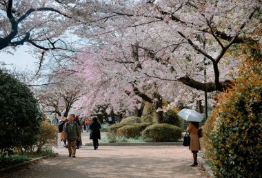 Tokyo, Japonya - 7 Nisan 2019. İnsanlar Tokyo, Japonya 'da kiraz çiçeği mevsiminin tadını çıkarıyorlar. Kiraz çiçeklerini (hanami) izlemek Japonya 'daki en büyük festivallerden biridir..