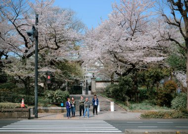 Tokyo, Japonya - 7 Nisan 2019. İnsanlar Tokyo, Japonya 'da kiraz çiçeği mevsiminin tadını çıkarıyorlar. Kiraz çiçeklerini (hanami) izlemek Japonya 'daki en büyük festivallerden biridir..