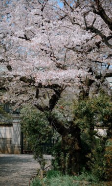 Tokyo, Japonya 'da kiraz çiçeği mevsimi. Kiraz çiçeklerini (hanami) izlemek Japonya 'daki en büyük festivallerden biridir..