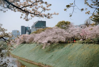 Tokyo, Japonya 'da kiraz çiçeği mevsimi. Kiraz çiçeklerini (hanami) izlemek Japonya 'daki en büyük festivallerden biridir..