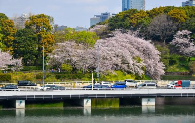 Tokyo, Japonya - 7 Nisan 2019. Çiçek mevsiminde Tokyo Caddesi. Kiraz çiçeklerini (hanami) izlemek Japonya 'daki en büyük festivallerden biridir..