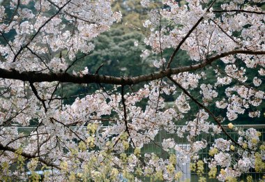 Tokyo, Japonya 'da kiraz çiçeği mevsimi. Kiraz çiçeklerini (hanami) izlemek Japonya 'daki en büyük festivallerden biridir..